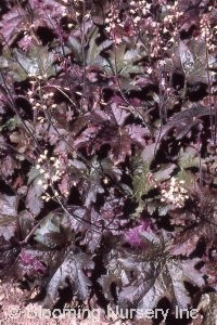 Heucherella 'Cinnamon Bear'